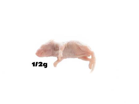 1/2g suckling mice XXS [25 pieces]