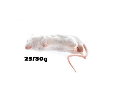 Mice 25/30g 100pcs