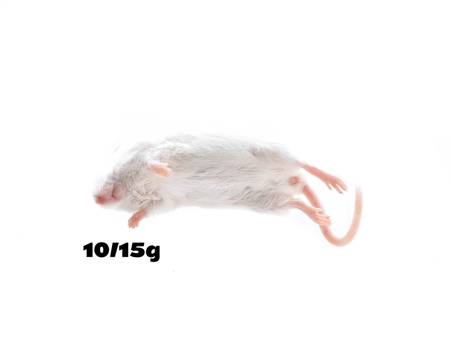 Mice M 10/15g [25 Stuck]