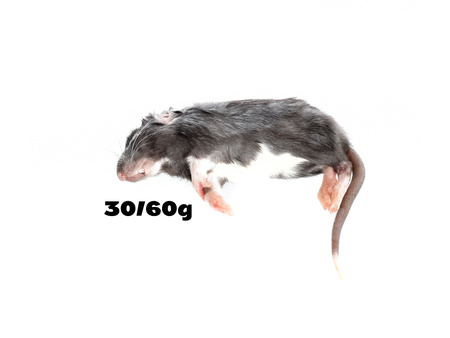 Rats 30/60g