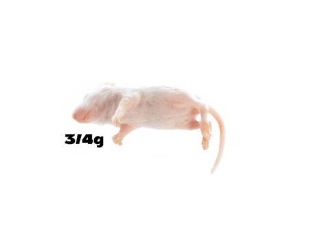 3/4g Mäuse XS [25 Stuck]