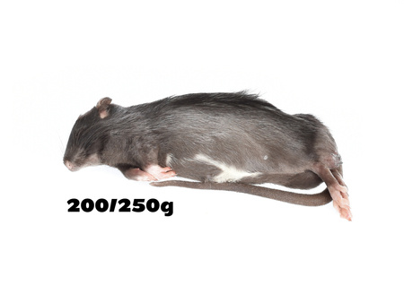 Ratten 200/250g