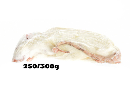 Ratten 250/300g