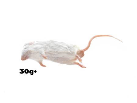Myszy 30g+g 