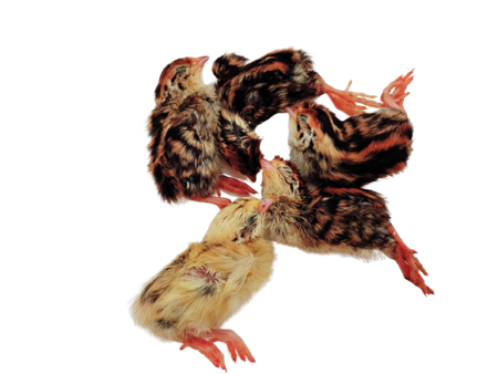 frozen one-day-old quails, food for corn snakes at Raw PetFood store